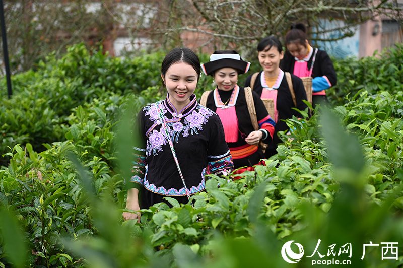 Guangxi: l'esplorazione del tè Liubao