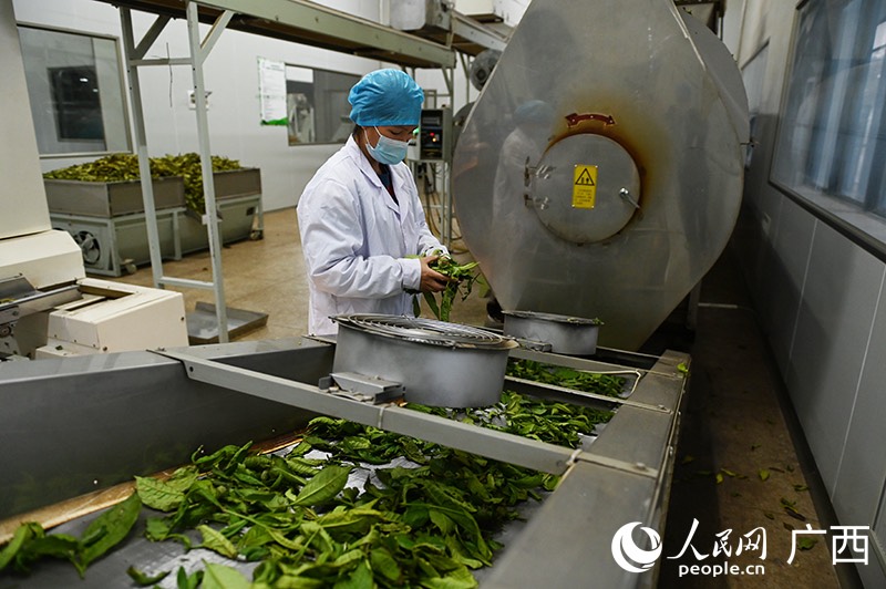 Guangxi: l'esplorazione del tè Liubao