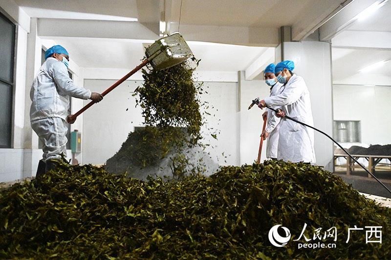 Guangxi: l'esplorazione del tè Liubao