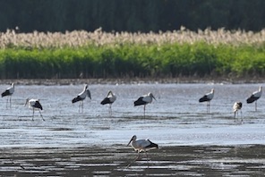 Guangzhou: la cicogna bianca orientale appare nella zona umida di Nansha