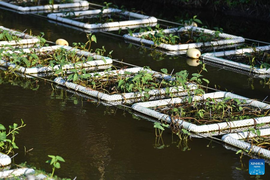 Wenchang: isole galleggianti artificiali installate sugli affluenti dei fiumi per purificare l'acqua