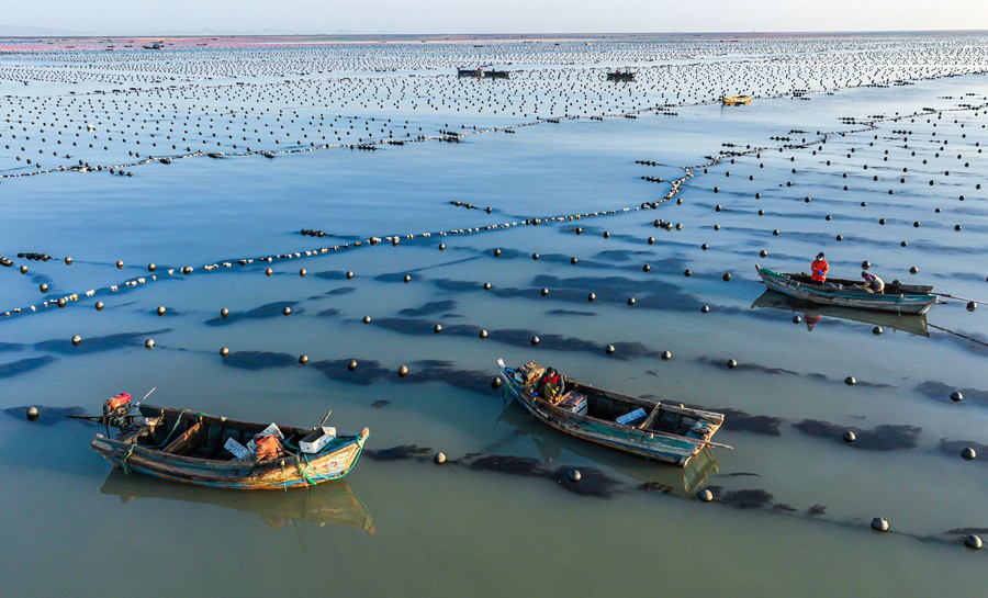 Rongcheng, Shandong: allevamenti marini in piena attività invernale