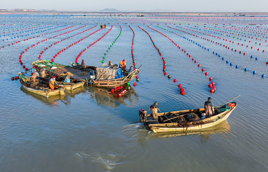 Rongcheng, Shandong: allevamenti marini in piena attività invernale