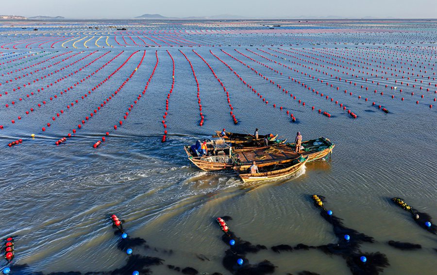 Rongcheng, Shandong: allevamenti marini in piena attività invernale