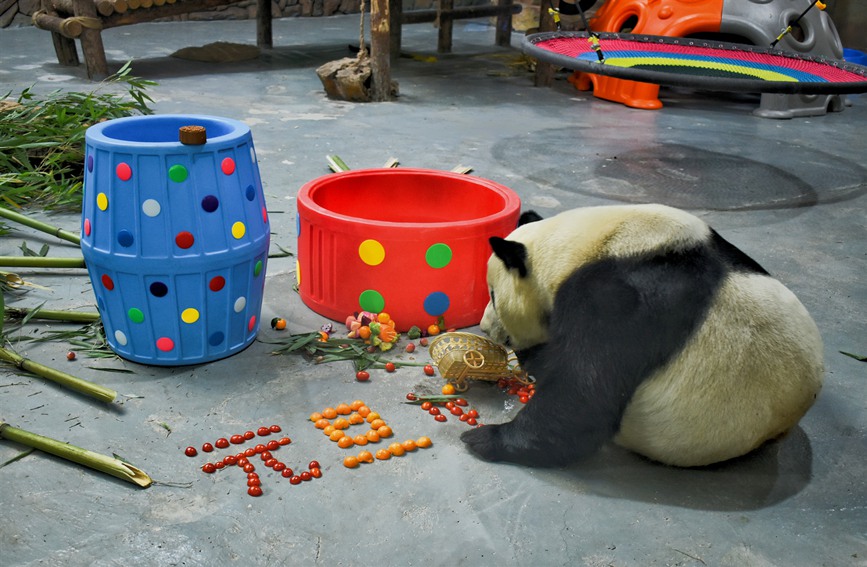Atmosfera del Capodanno nella Casa dei Panda