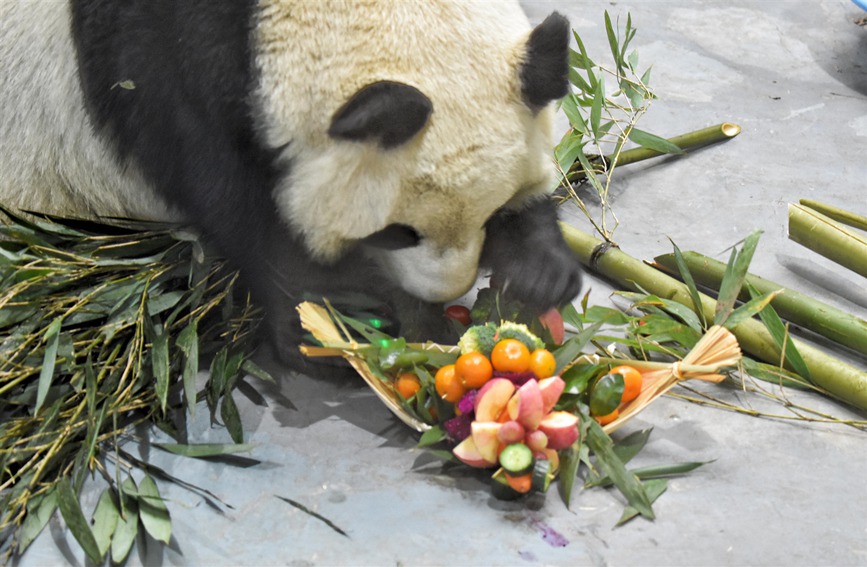 Atmosfera del Capodanno nella Casa dei Panda