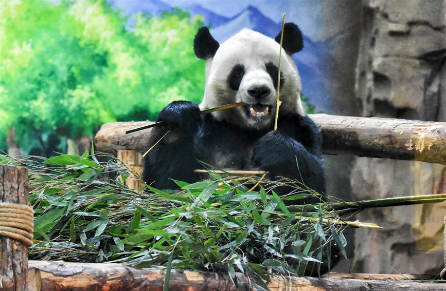 Atmosfera del Capodanno nella Casa dei Panda