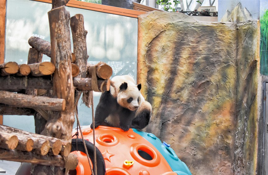 Atmosfera del Capodanno nella Casa dei Panda