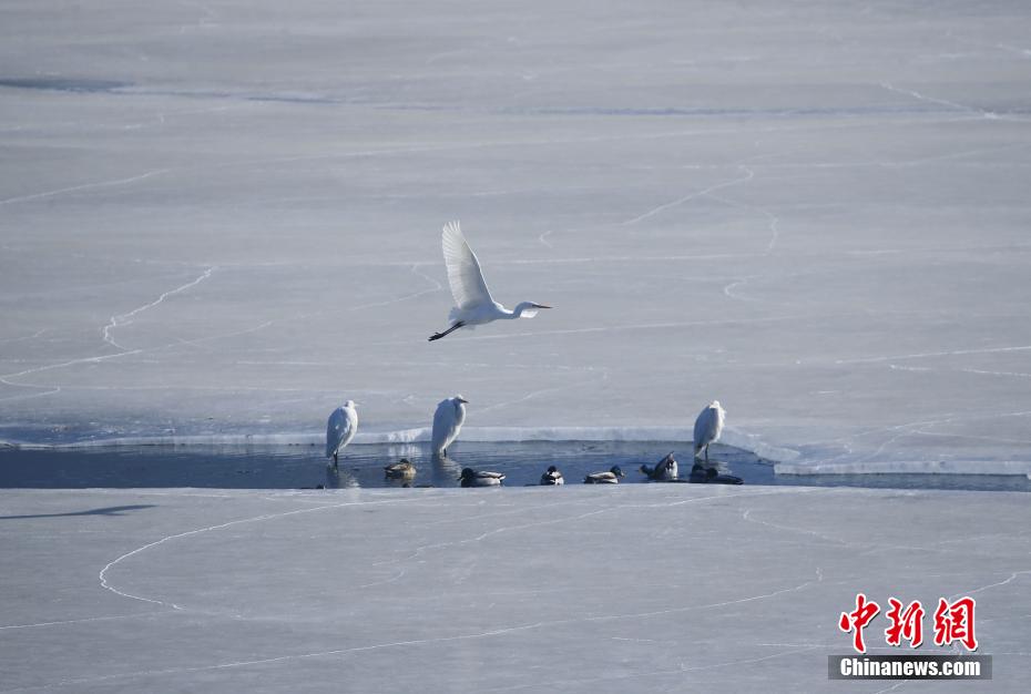 Gli uccelli migratori svernanti arrivano allo Xining Beichuan Wetland Park