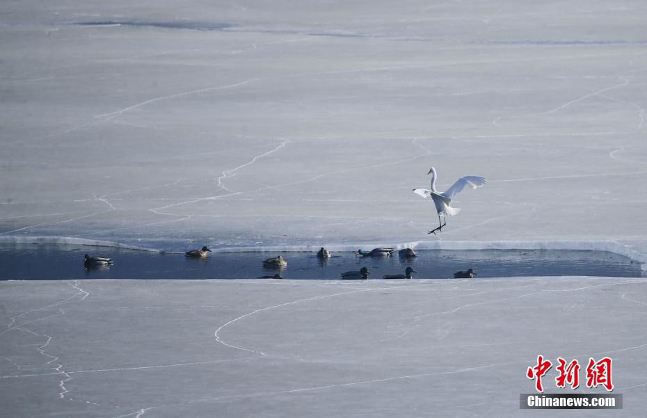 Gli uccelli migratori svernanti arrivano allo Xining Beichuan Wetland Park