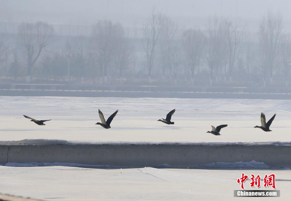 Gli uccelli migratori svernanti arrivano allo Xining Beichuan Wetland Park