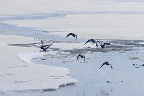Gli uccelli migratori svernanti arrivano allo Xining Beichuan Wetland Park