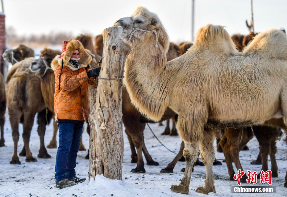 Xinjiang: il rapido sviluppo dell'industria dei cammelli porta un reddito stabile ai pastori