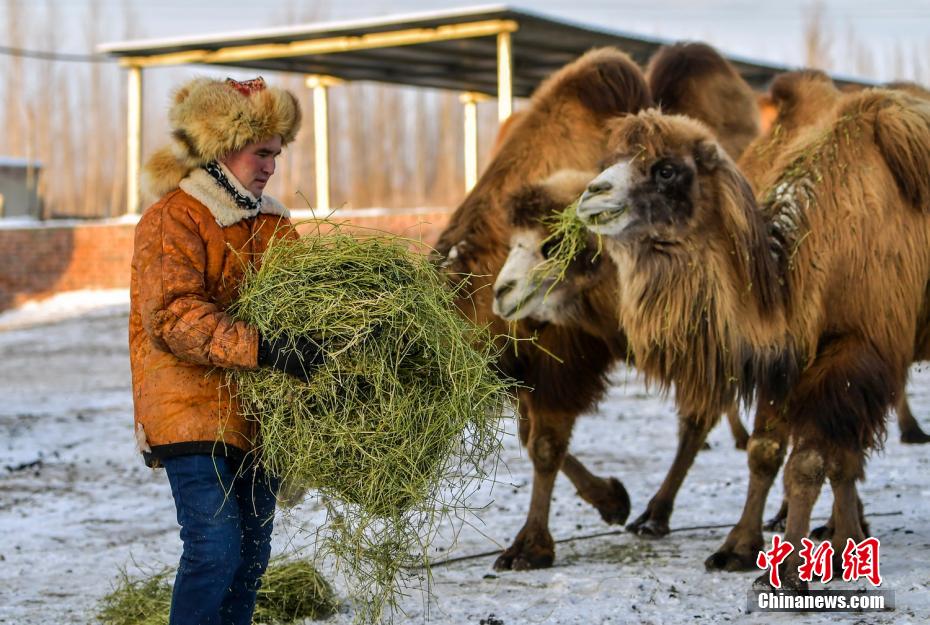 Xinjiang: il rapido sviluppo dell'industria dei cammelli porta un reddito stabile ai pastori