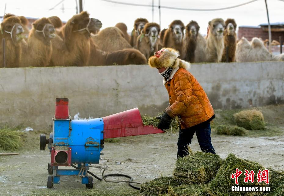 Xinjiang: il rapido sviluppo dell'industria dei cammelli porta un reddito stabile ai pastori