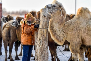Xinjiang: il rapido sviluppo dell'industria dei cammelli porta un reddito stabile ai pastori