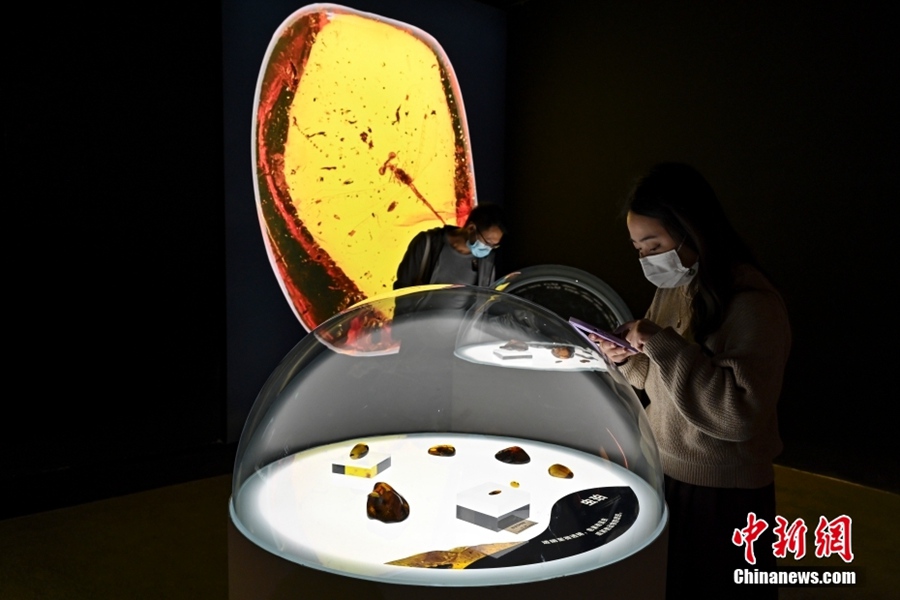 Guangdong: esposti più di 700 reperti di ambra nel museo