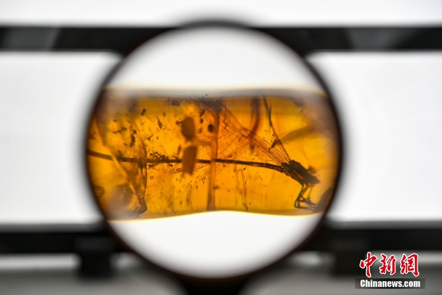 Guangdong: esposti più di 700 reperti di ambra nel museo