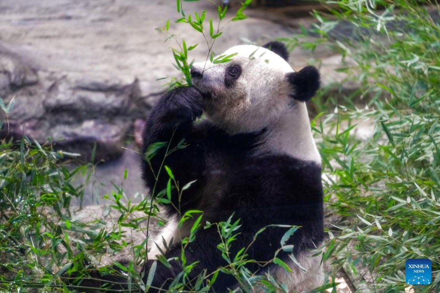Tokyo: la popolazione dice addio all'amato panda gigante Xiang Xiang