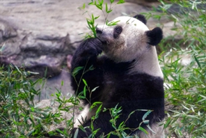 Tokyo: la popolazione dice addio all'amato panda gigante Xiang Xiang