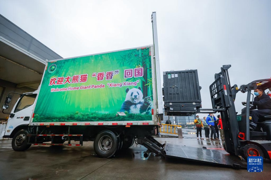 Panda gigante Xiang Xiang tornato a Chengdu, Sichuan