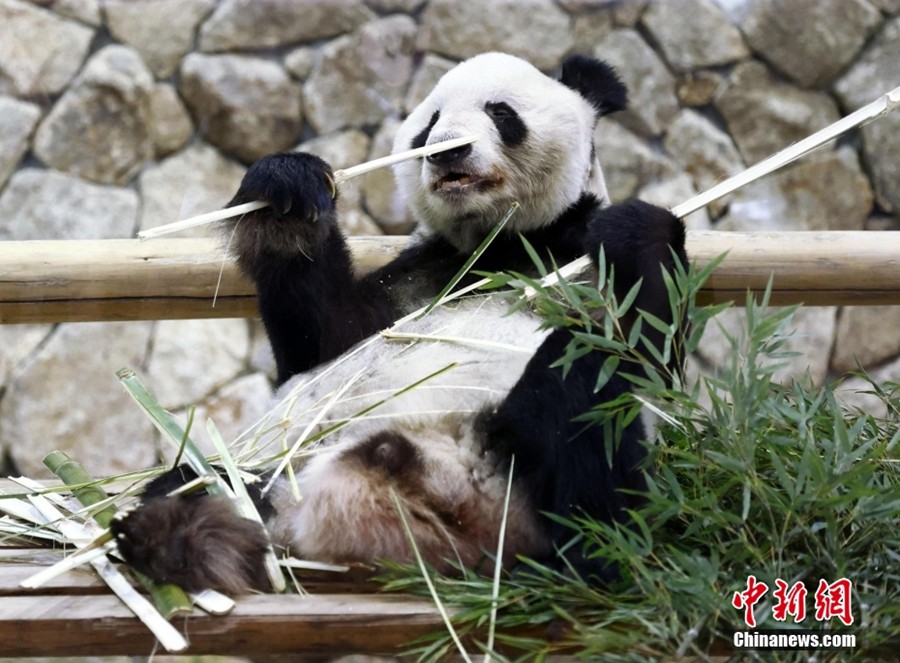 Il panda Yong Ming torna a casa con due figlie gemelle dal Giappone