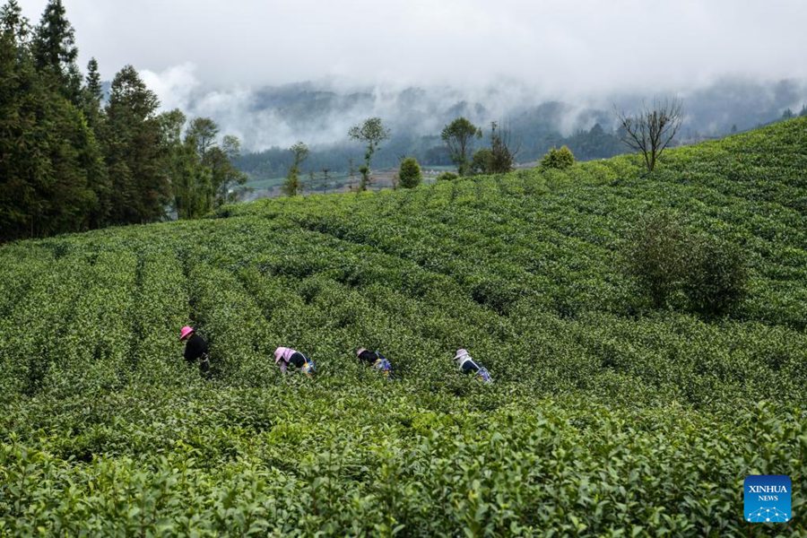 Pu'an, Guizhou: gli agricoltori beneficiano dell'industria del tè 