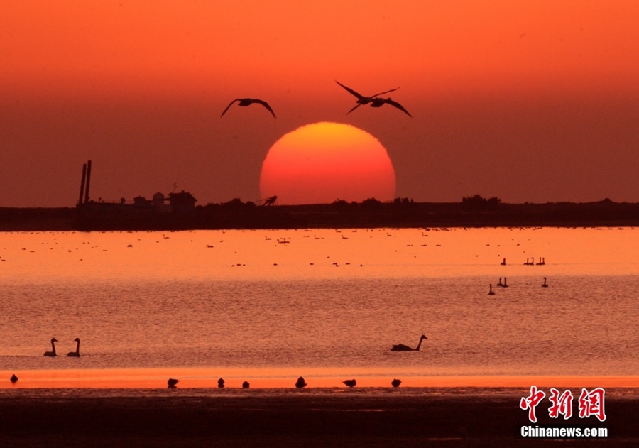 Shandong: i cigni selvatici partono per il nord con l'avvicinarsi della primavera