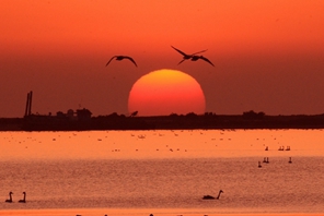 Shandong: i cigni selvatici partono per il nord con l'avvicinarsi della primavera