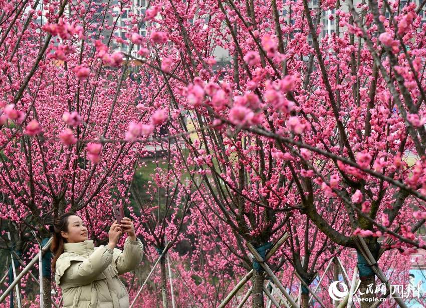 Sichuan: i fiori attirano visitatori, creando un meraviglioso scenario rurale