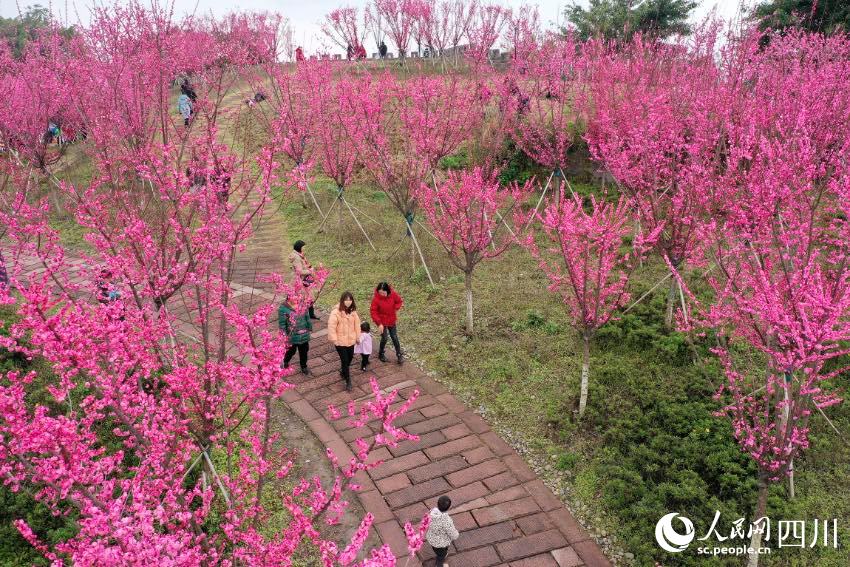 Sichuan: i fiori attirano visitatori, creando un meraviglioso scenario rurale