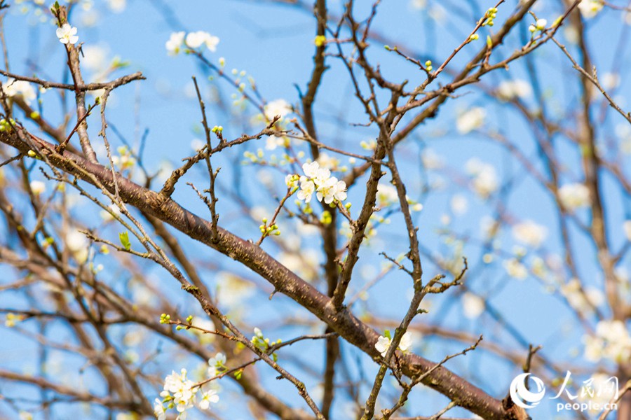 Fuzhou: sbocciano i fiori di pesco e di prugno