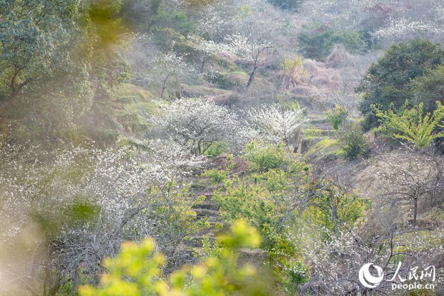 Fuzhou: sbocciano i fiori di pesco e di prugno