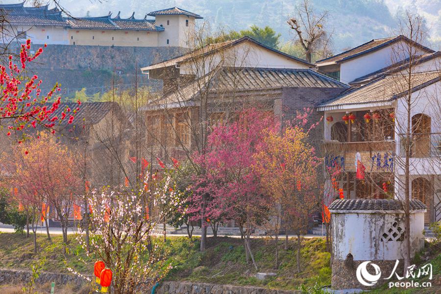 Fuzhou: sbocciano i fiori di pesco e di prugno
