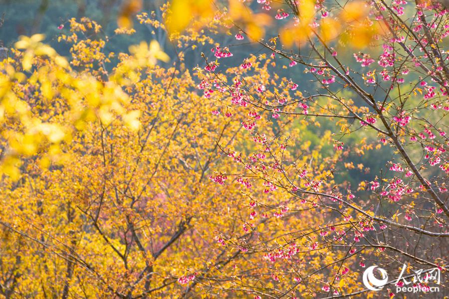 Fuzhou: sbocciano i fiori di pesco e di prugno