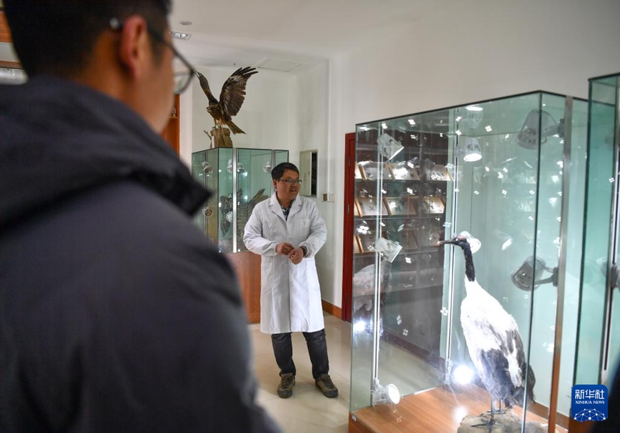 La popolazione di gru dal collo nero supera i 10.000 esemplari nel Tibet, Cina