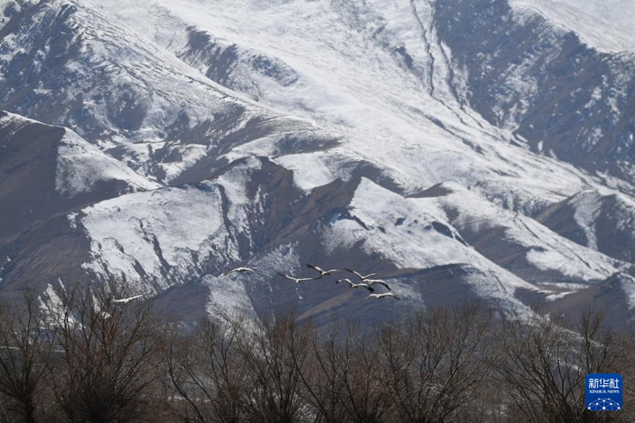 La popolazione di gru dal collo nero supera i 10.000 esemplari nel Tibet, Cina