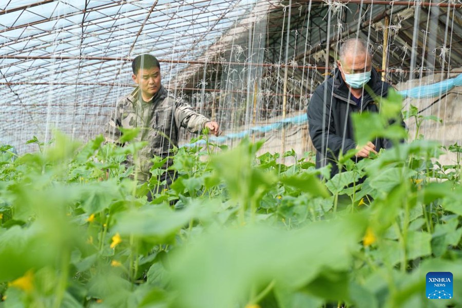 Heilongjiang: serre incrementano l'efficienza della produzione agricola 