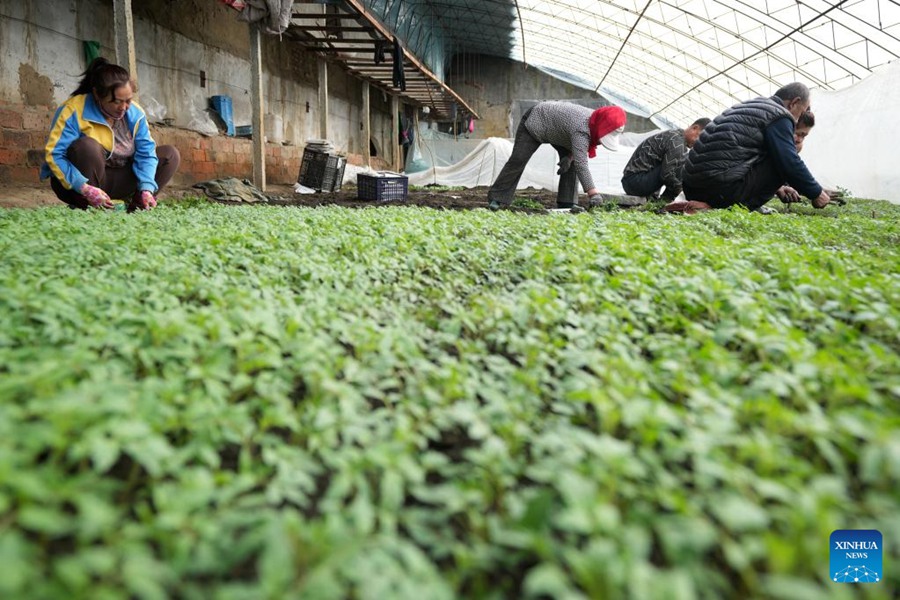 Heilongjiang: serre incrementano l'efficienza della produzione agricola 