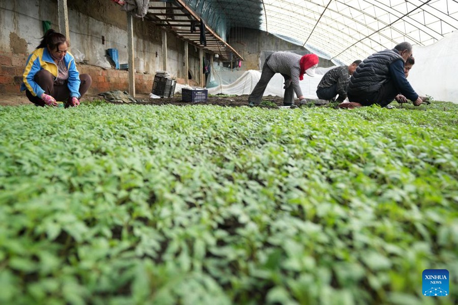 Heilongjiang: serre incrementano l'efficienza della produzione agricola 