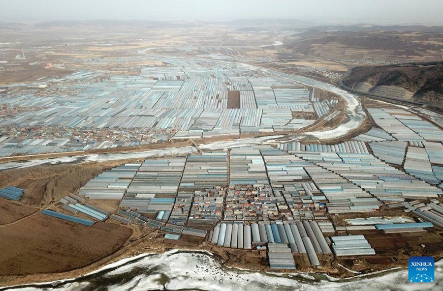 Heilongjiang: serre incrementano l'efficienza della produzione agricola 