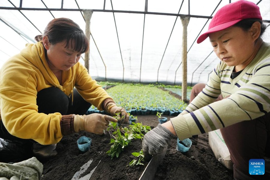 Heilongjiang: serre incrementano l'efficienza della produzione agricola 