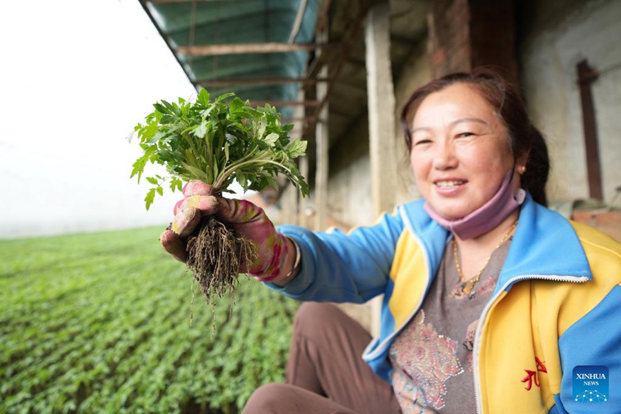 Heilongjiang: serre incrementano l'efficienza della produzione agricola 