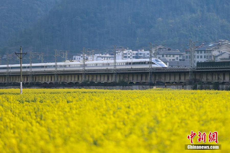 Guizhou: i treni attraversano i campi di colza