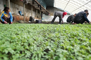 Heilongjiang: serre incrementano l'efficienza della produzione agricola