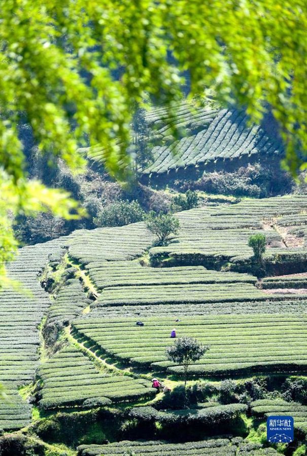 Coltivatori di tè raccolgono il tè primaverile in una piantagione di tè nel comune di Jiaoyuan, contea di Xuanen della prefettura autonoma di Enshi Tujia e Miao, provincia dello Hubei. (15 marzo 2023 – Xinhua/Song Wen)