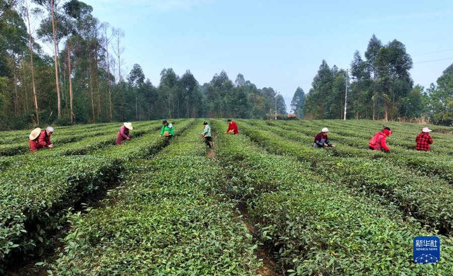 Raccolta del tè primaverile nella Cina meridionale