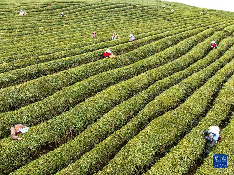 Raccolta del tè primaverile nella Cina meridionale