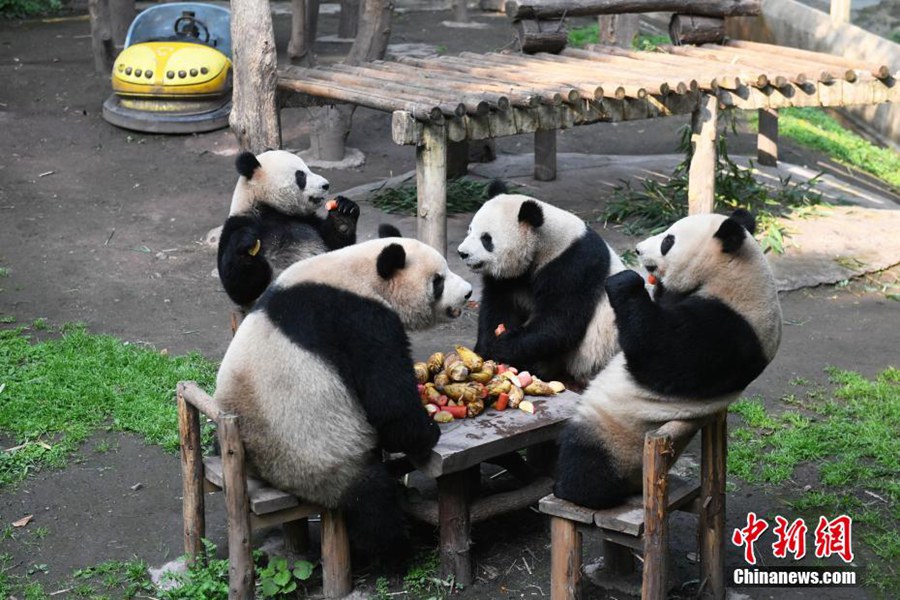 Chongqing: i panda giganti gustano cibi deliziosi
