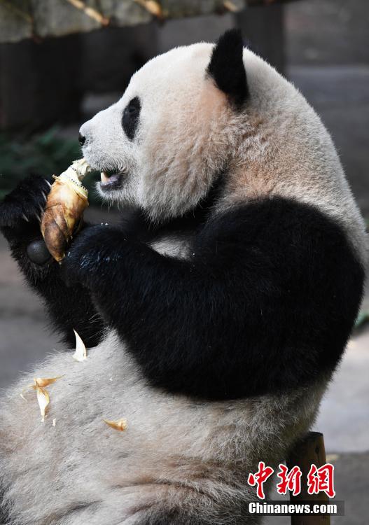 Chongqing: i panda giganti gustano cibi deliziosi